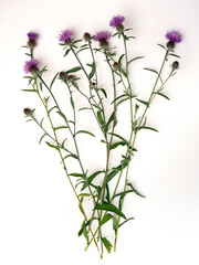 centaurées © Daniel