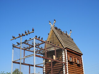 Pigeons are sitting on the roof in a dovecote. Wooden house for purebred pigeons. Birdhouse with a fence and a roof, aviary for birds.