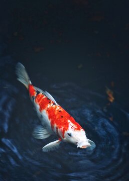 High Angle View Of Koi Fish Swimming In Lake