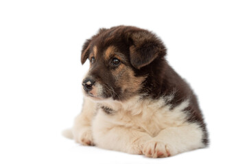 the puppy lies quietly does not look at the camera, isolate on a white background