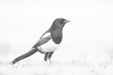 Magpie (Pica pica) - sketch