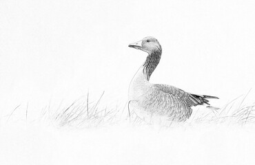 Greylag goose (Anser anser) - sketch