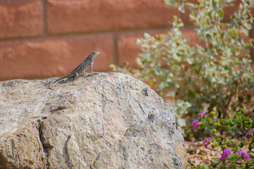 Lizard suns himself on rock boulder in Arizona back yard