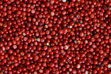 Forest lingonberry berries.