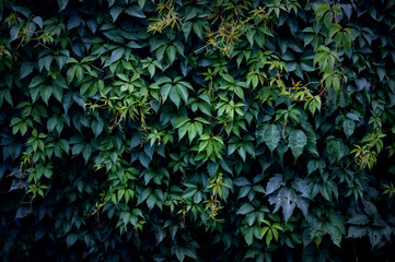 Green creeper leaves on the wall.