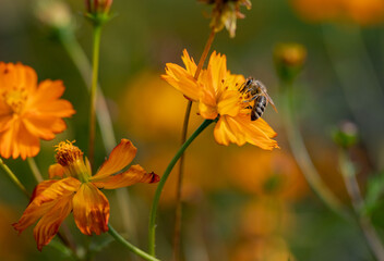 Insect on an orange flower. A bee collects nectar on a kosmeya flower. Selective focus, copy space. Macro.