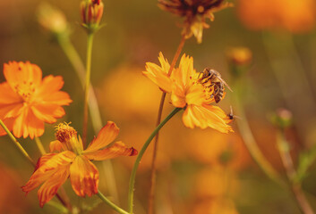 Insect on an orange flower. A bee collects nectar on a kosmeya flower. Selective focus, copy space. Macro.