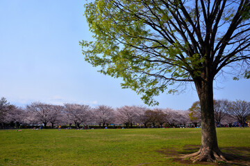 寒川中央公園の満開の桜