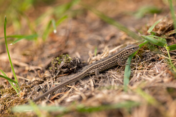 The lizard runs on the ground. Reptile animal. Fauna. Selective focus. Macro.