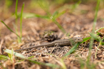 The lizard runs on the ground. Reptile animal. Fauna. Selective focus. Macro.