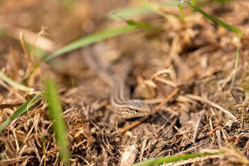 The lizard runs on the ground. Reptile animal. Fauna. Selective focus. Macro.