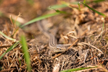 The lizard runs on the ground. Reptile animal. Fauna. Selective focus. Macro.