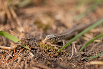 The lizard runs on the ground. Reptile animal. Fauna. Selective focus. Macro.