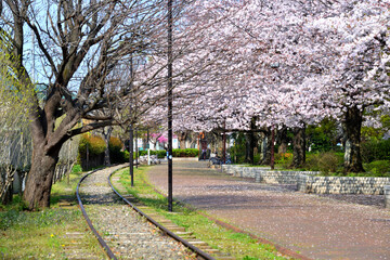 桜満開の寒川丸太広場