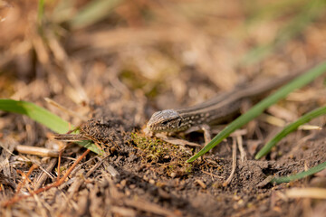 lizard runs on the ground. Reptile animal. Fauna. Selective focus. Macro.