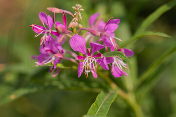 Fototapeta premium Purple flower on a green background. Blooming Sally. Fireweed. Selective focus. Copy space.
