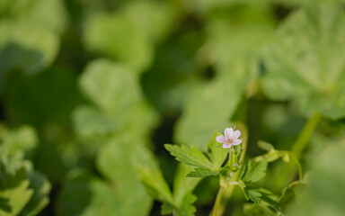 White flower on a green background. Yaskolka. Weed. Summer concept, copy space. Macro.