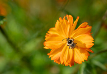 Insect on an orange flower. A bee collects nectar on a kosmeya flower. Selective focus, copy space. Macro.