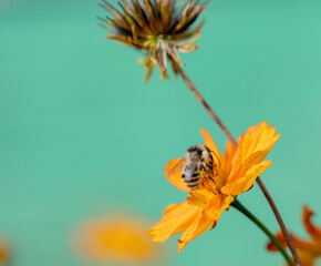 Insect on an orange flower on a mint background. A bee collects nectar on a kosmeya flower....
