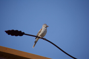 White and brown bird atop metal tree branch sculpture against clear blue sky