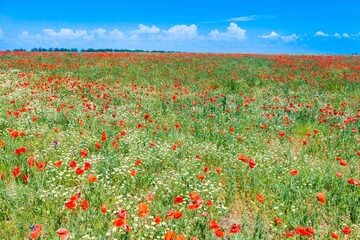 Red poppy flowers in a field