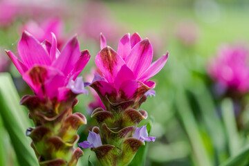 Curcuma Zanthorrhiza (Siam Tulip Curcuma Alismatifolia) white Flower In The Nature and in the garden