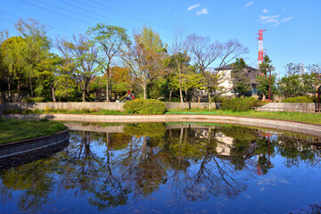 Fototapeta na wymiar 浅い池にいる猫と桜の写り込み