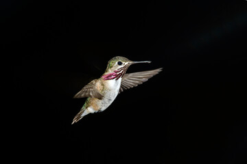 Calliope Hummingbird Selasphorus calliope Male on Black Background
