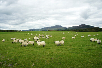 Obraz premium Cooley Peninsula.Ireland.Sheep graze on a green meadow.