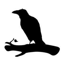 Realistic raven sitting on a branch. Stencil. Monochrome vector illustration of black silhouette of smart bird Corvus Corax isolated on white background. Element for your design, print, decoration.