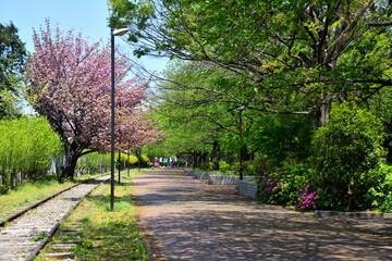 八重桜咲く寒川丸太の広場