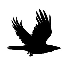 Monochrome vector illustration of black silhouette of smart bird Corvus Corax isolated on white background. Realistic raven flying. Element for your design, print, decoration. Stencil.