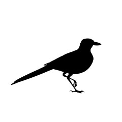 Realistic magpie sitting. Monochrome vector illustration of black silhouette of intelligent bird Eurasian Magpie isolated on white background. Element for your design, print, decoration. Stencil.