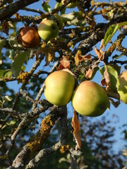 Apfel am Baum