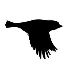 Realistic sparrow flying. Stencil. Monochrome vector illustration of black silhouette of little bird sparrow isolated on white background. Element for your design, print, decoration.