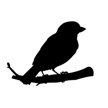 recommend clip art: Realistic sparrow sitting on a branch. Stencil. Monochrome vector illustration of black silhouette of little bird sparrow isolated on white background. Element for your design, print, decoration.