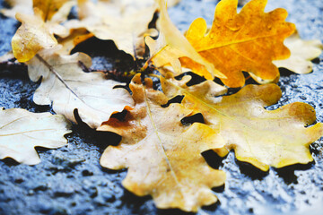 Yellow oak leaves falling on the wet asphalt in autumn.