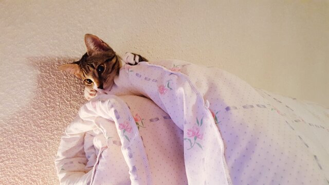 Cat Lying On Bed At Home. Heavenly Playground