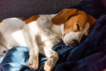 Fototapeta premium Beagle dog tired sleeps on a couch in sun rays.