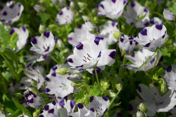 Nemophila maculata flowers growing in the garden of a country house.
