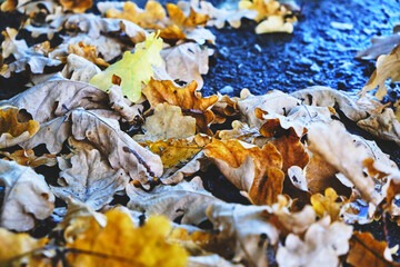 Yellow oak leaves falling on the wet asphalt in autumn.