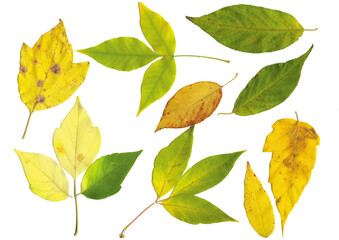 Set of autumn yellow and green leaves isolated on a white background. Herbarium, botany.