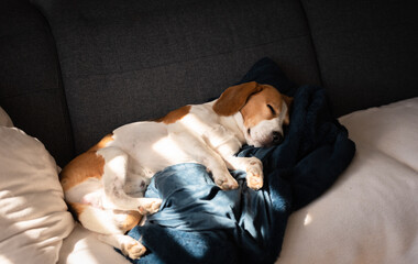 Obraz premium Beagle dog tired sleeps on a couch in sun rays.