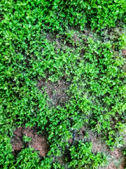 Green algae is born due to rain water coating. This is a picture of a park.