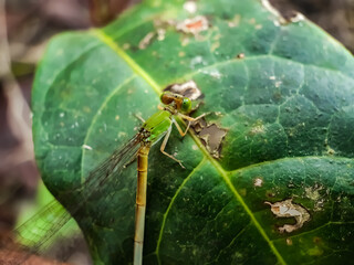 A dragonfly is perched on the leaves of a green tree. This is a garden.