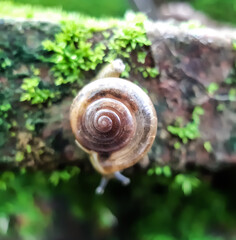 There is a snail standing on the green grass in the garden and the light is being reflected.