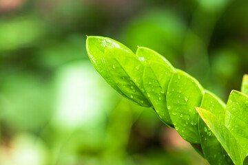 araceae,Zamioculcas zamiifolia or Zanzibar Gem Green leaf background beautiful and Useful decorative ornamental plants