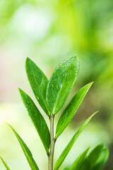 araceae,Zamioculcas zamiifolia or Zanzibar Gem Green leaf background beautiful and Useful decorative ornamental plants