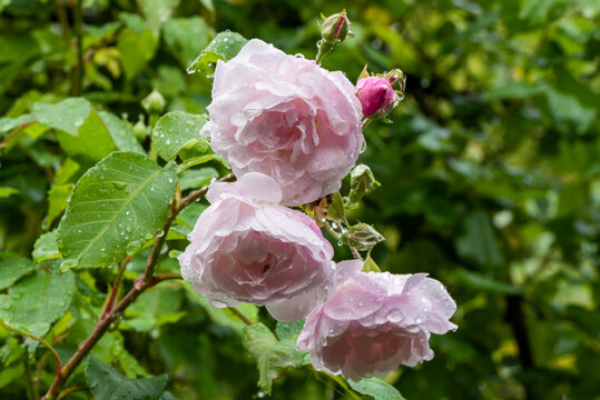 Close up of delicate pale pastel pink flowers and buds of climbing rose, Rosa 'Blush Noisette', covered with water drops after rain. Blurred foliage in background.