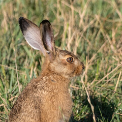 Hase